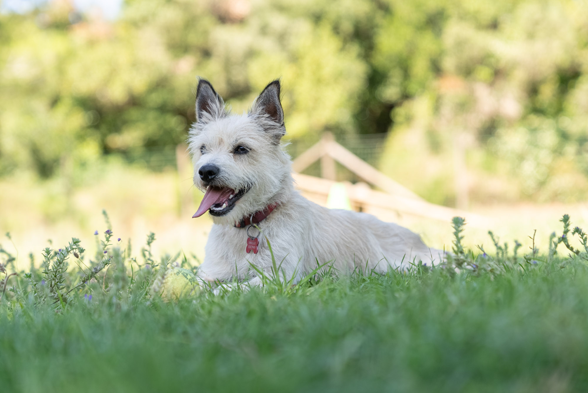 Espaces, divertissement et détente pour votre chien