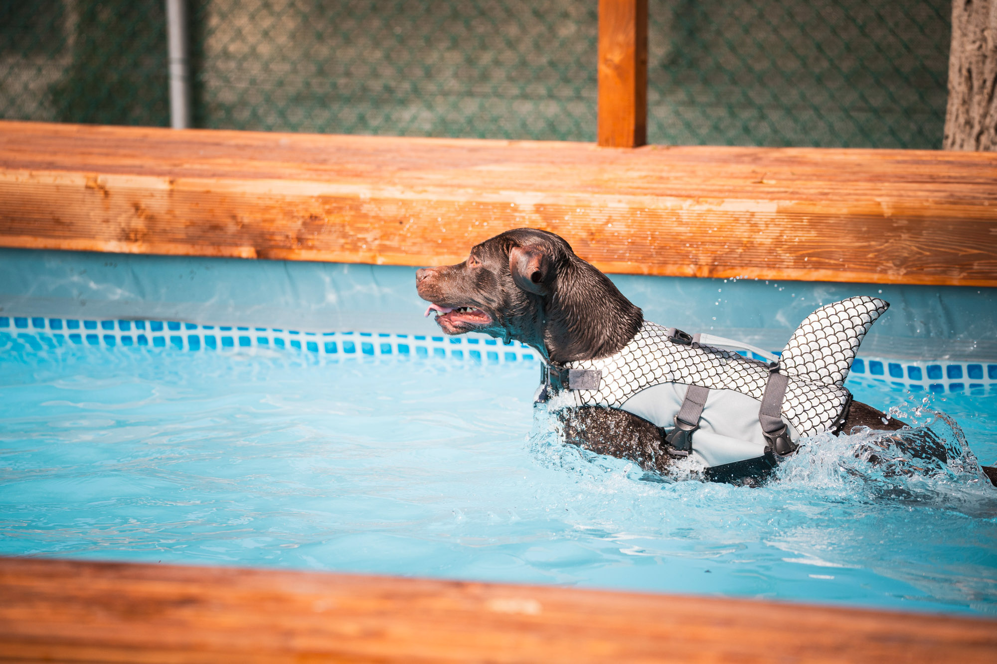 What do you say to a pool and spray park just for your dog?