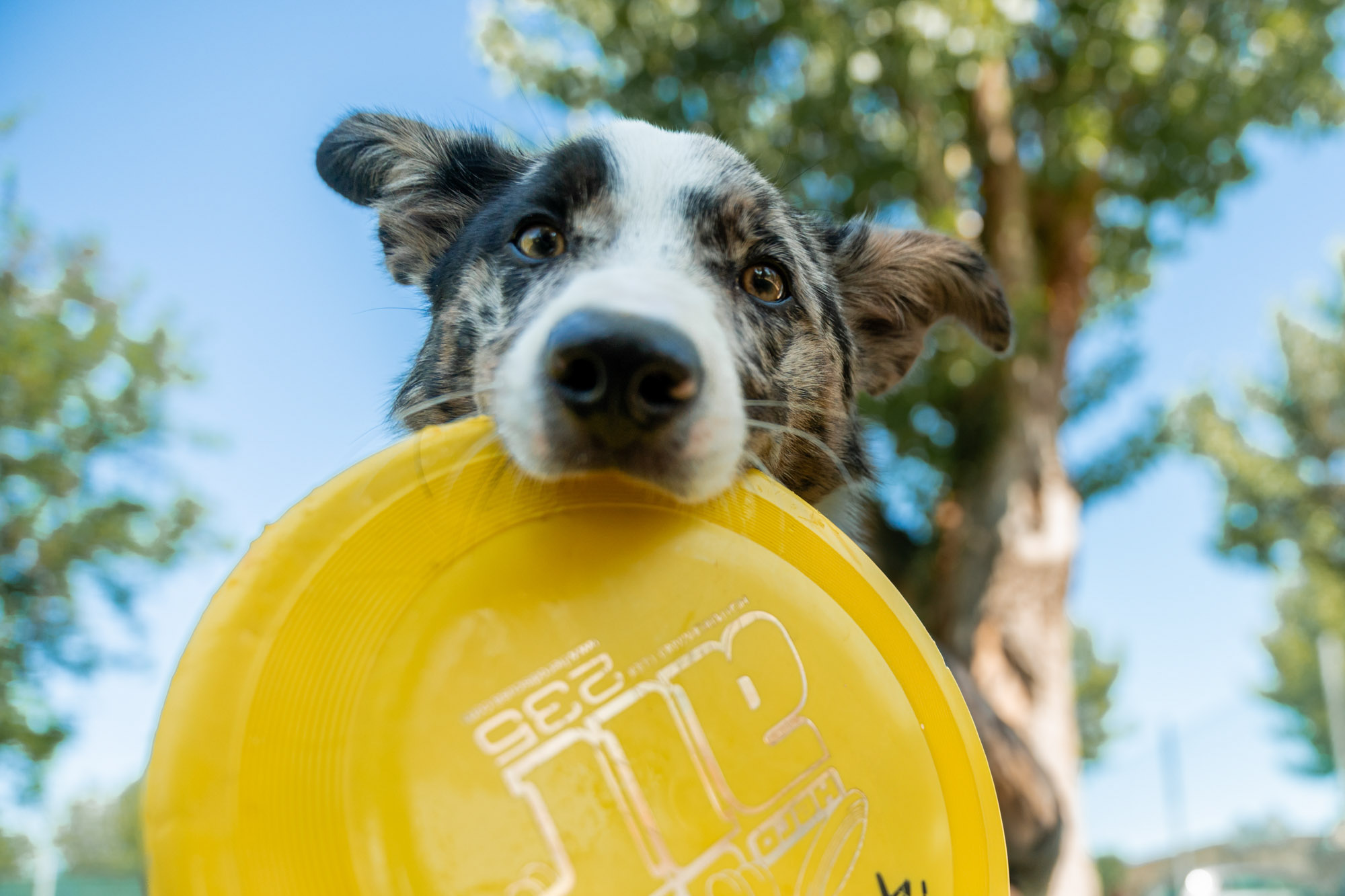 A brand new play park for your dog