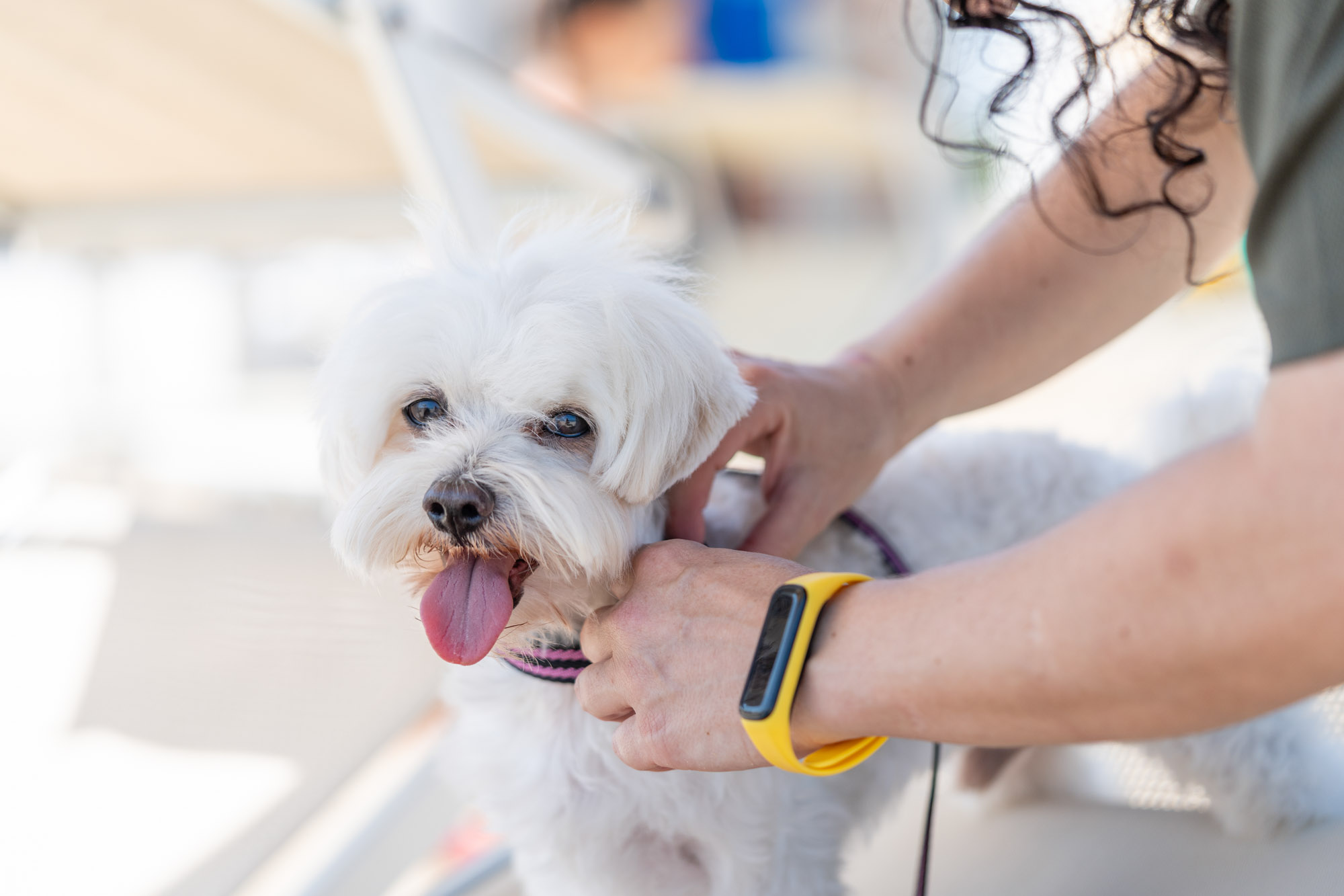 Puoi portare anche il tuo cane!