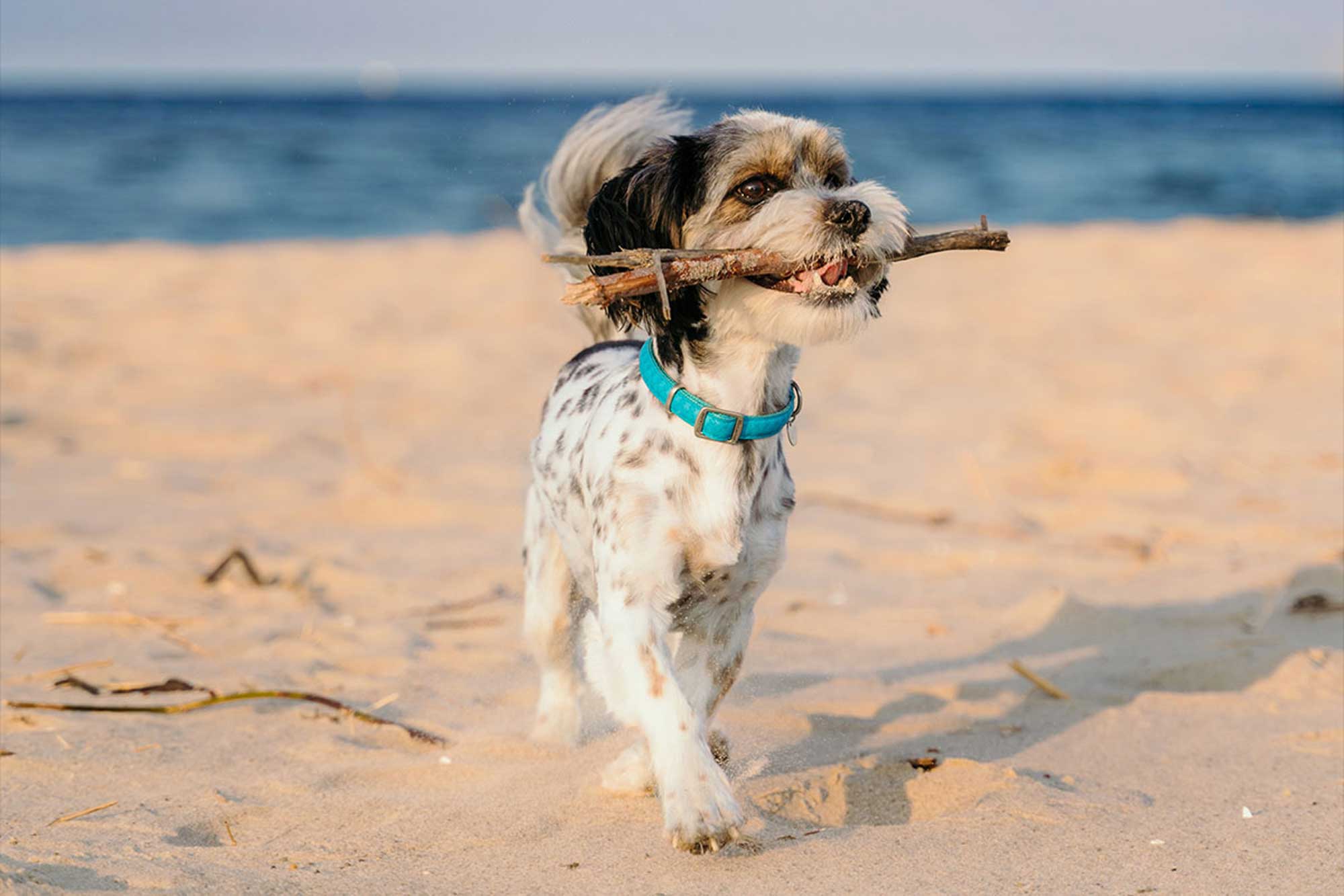 Toutes les plages conventionnées sont « Dog Friendly »