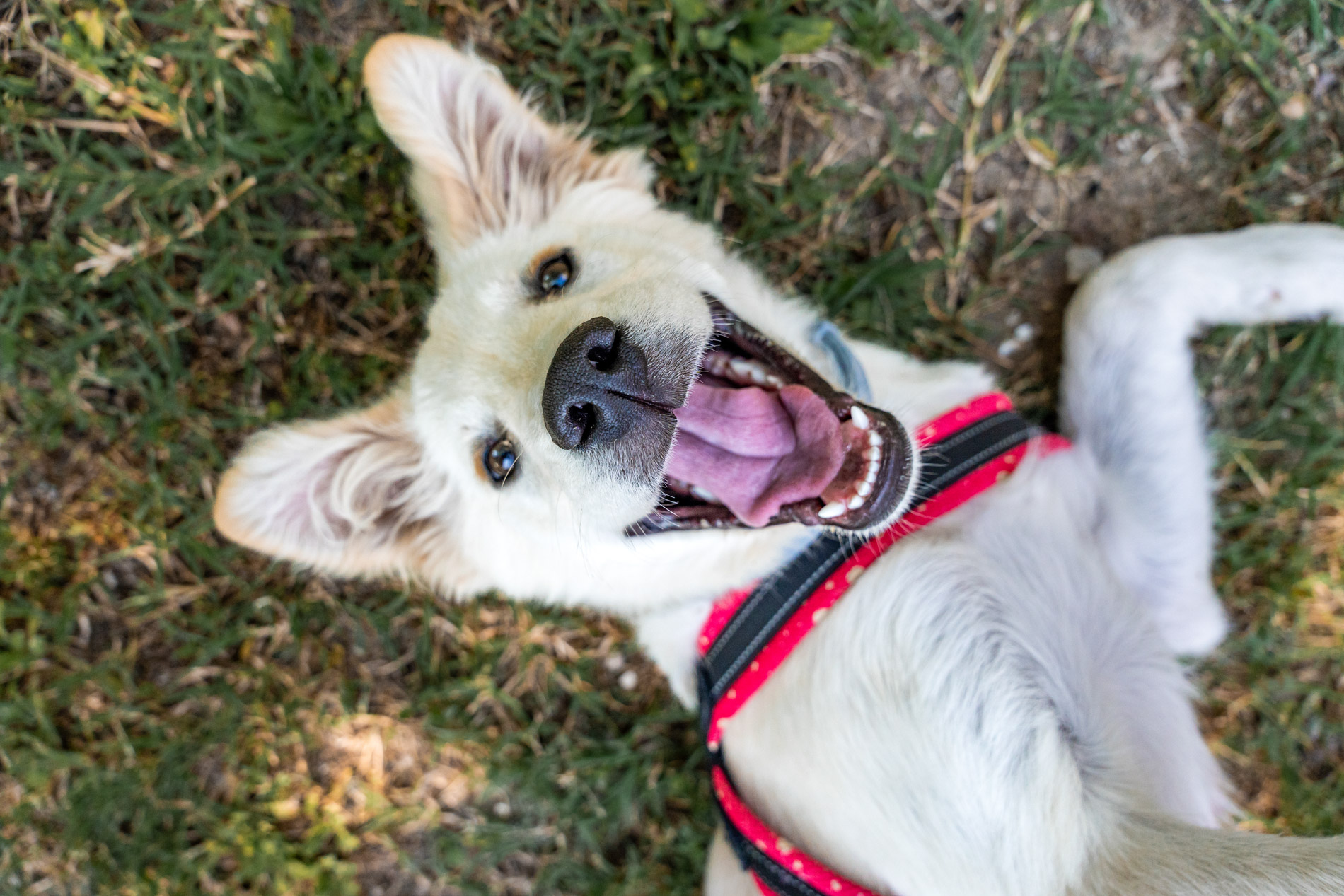 Die Freiheit, ihn immer mitnehmen zu können