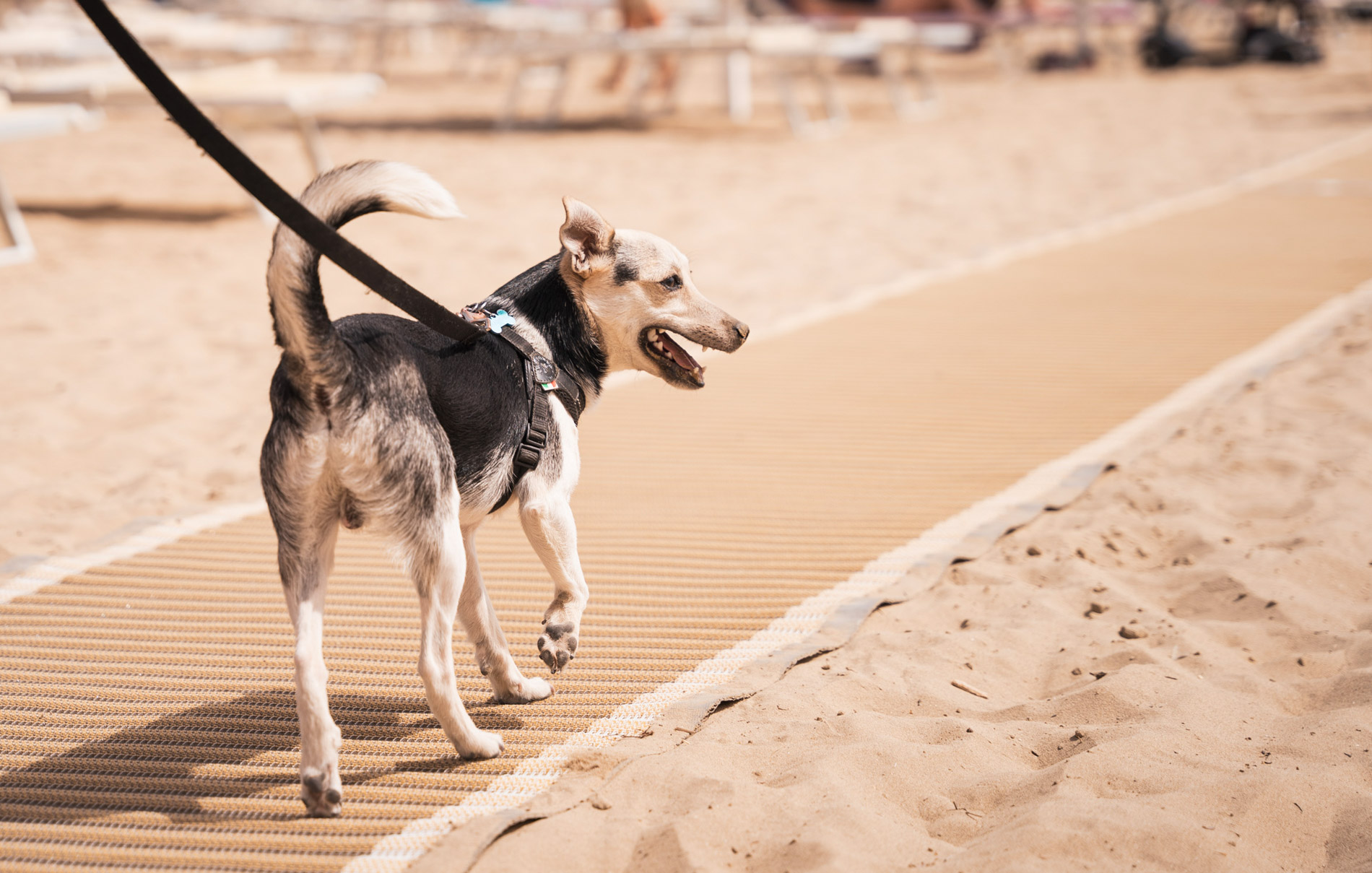 Nehmen Sie Ihren Hund an den Strand mit