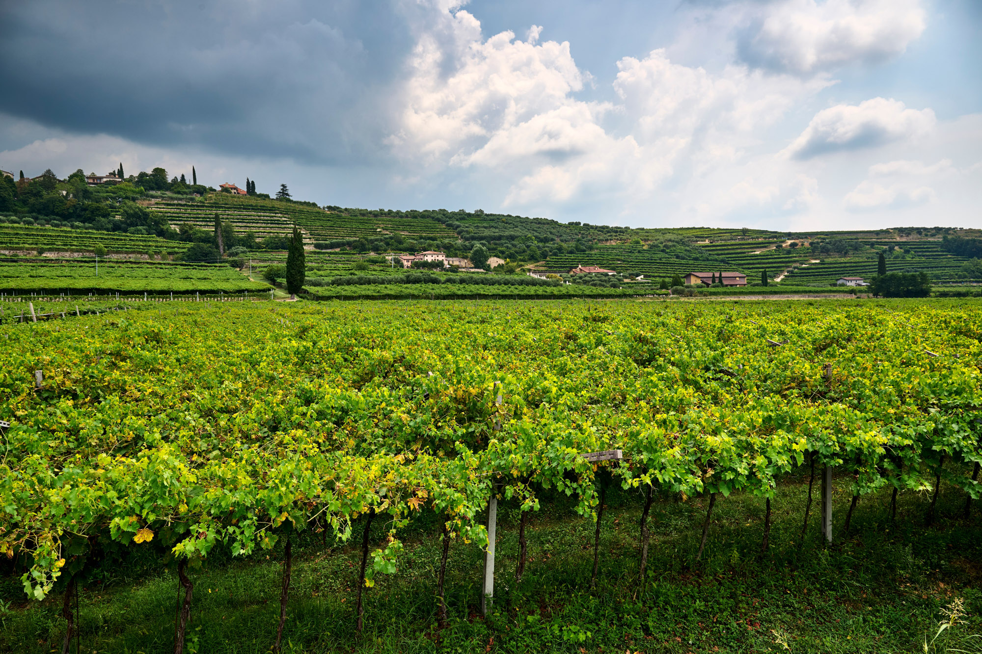 Valpolicella: un vino e un territorio conosciuti in tutto il mondo
