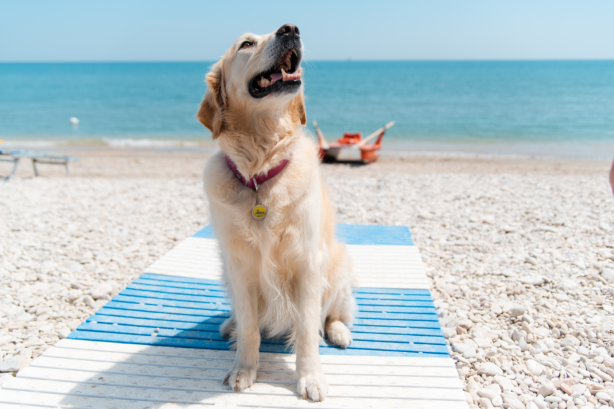 Let's go to the beach... and bring Fido along!