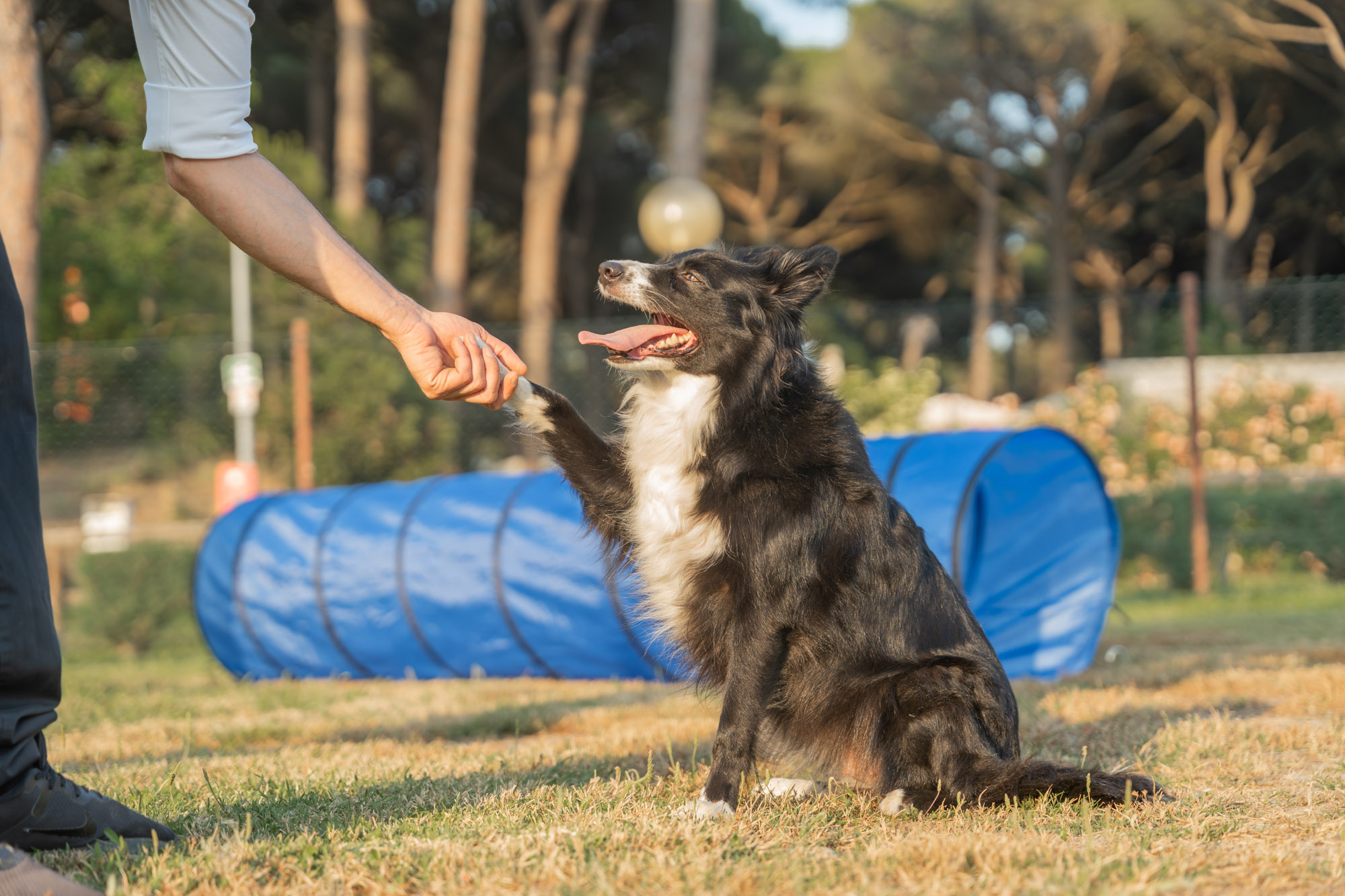 A “Dog-Friendly” day at the Spina Family Camping Village